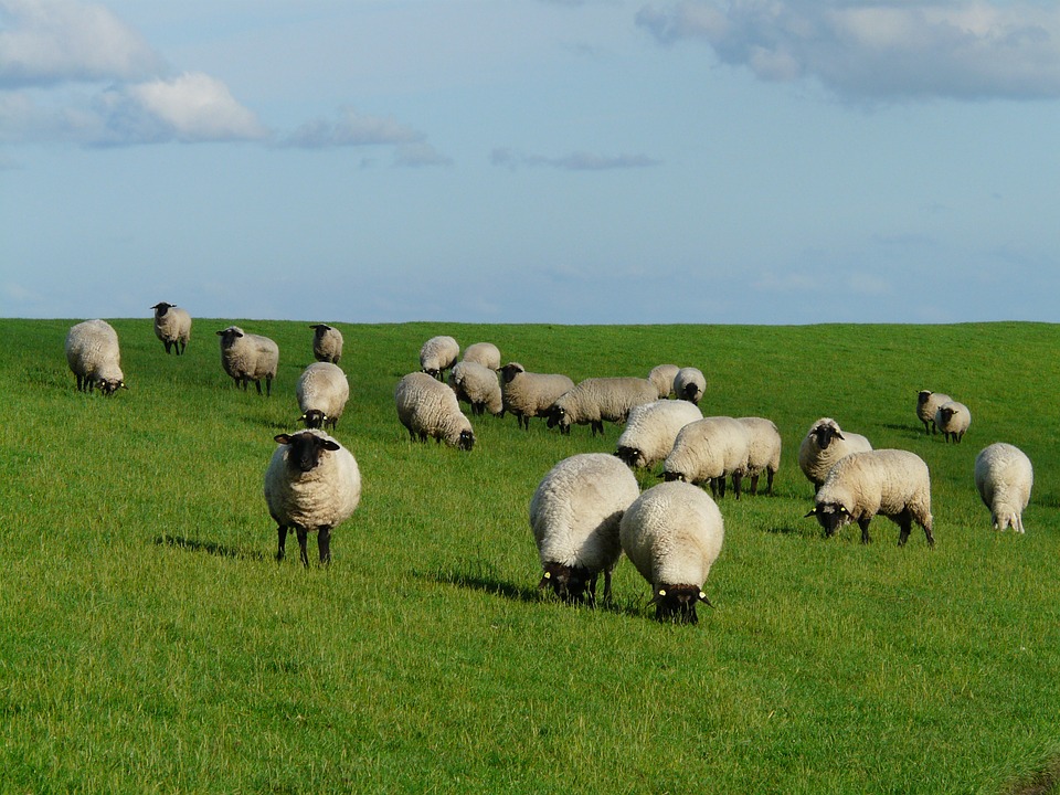 flock-of-sheep-57702_960_720